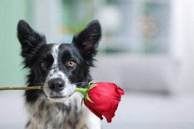 Kırmızı güllü şirin bir Border Collie köpeği, yakın plan. Metin için boşluk