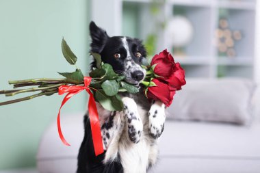 Kırmızı güllü şirin bir Border Collie köpeği, yakın plan.