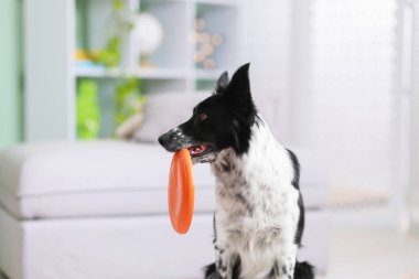 Kapalı alanda uçan diski olan şirin bir Border Collie köpeği, yakın plan.
