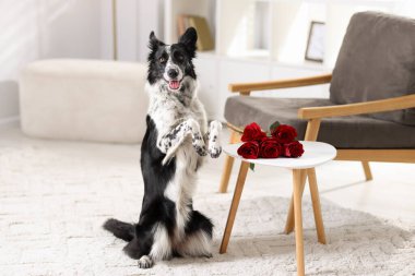 Masanın yanında kırmızı gülleri olan şirin Border Collie köpeği.