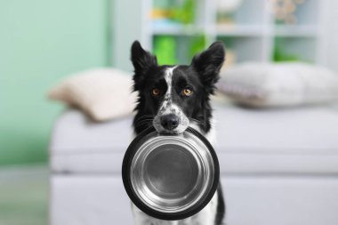 Tatlı Border Collie köpeği. Kapalı alanda yemek kasesi var, yakın plan.