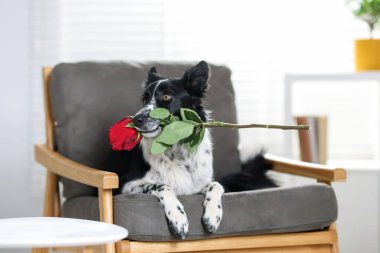 Koltuğunda kırmızı gül olan şirin bir Border Collie köpeği.