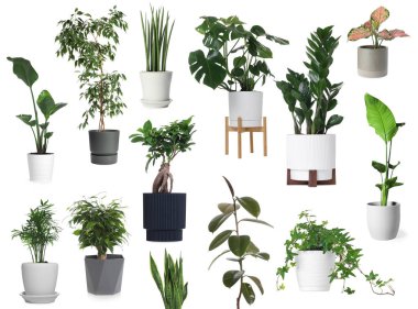 Beyaz tencerelerde yeşil ev bitkileri, set