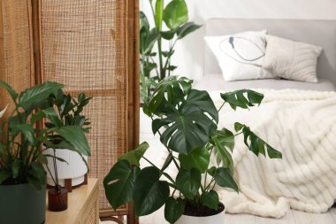 Tencere ve yatağın içinde farklı güzel bitkiler, yakın plan.