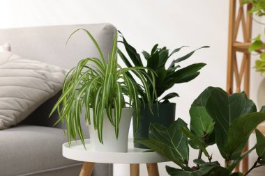 Tencere ve yatağın içinde farklı güzel bitkiler, yakın plan.