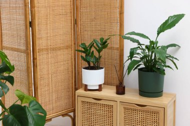 Tencerelerde farklı güzel bitkiler, katlanan ekran ve kapalı dolaplar.