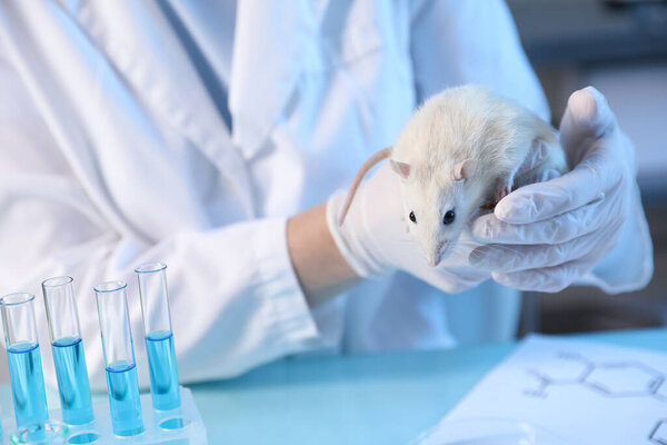 Scientist working with rat at table in laboratory, closeup