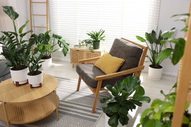 Rahat koltuk, kahve masası ve farklı saksı bitkileri.