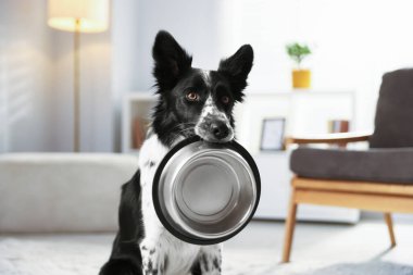 Tatlı Border Collie köpeği. Kapalı alanda yemek kasesi var, yakın plan.