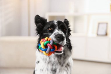 Şirin Border Collie köpeği oyuncağı içeride, yakın plan.