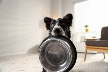 Tatlı Border Collie köpeği. Kapalı alanda yemek kasesi var, yakın plan.