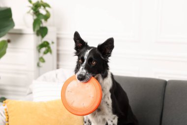 İçeride uçan diski olan şirin bir Border Collie köpeği.