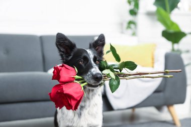 Kırmızı güllü şirin bir Border Collie köpeği, yakın plan.