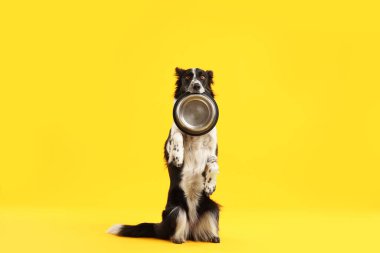 Sarı arka planda beslenme kabı olan şirin bir Border Collie köpeği.
