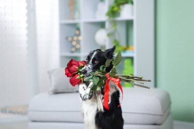 Kırmızı güllü şirin bir Border Collie köpeği.