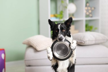 Tatlı Border Collie köpeği. Kapalı alanda yemek kasesi var, yakın plan.