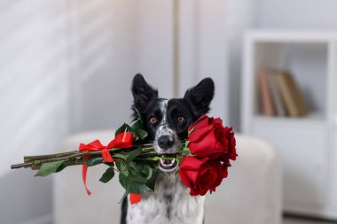 Kırmızı güllü şirin bir Border Collie köpeği, yakın plan.