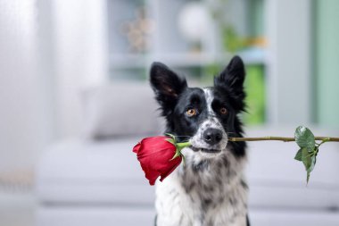 Kırmızı güllü şirin bir Border Collie köpeği, yakın plan. Metin için boşluk