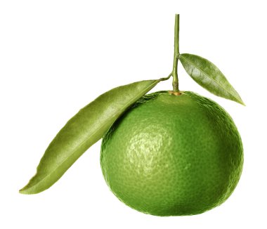 Yeşil kabuklu ve beyaz yapraklı taze mandalina.