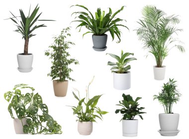 Beyaz tencerelerde yeşil ev bitkileri, set