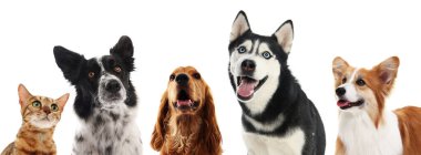 Beyaz arka planda aynı yöne bakan sevimli kedi ve köpekler.