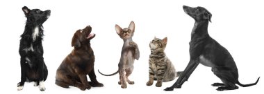 Beyaz arka planda aynı yöne bakan sevimli kedi ve köpekler.