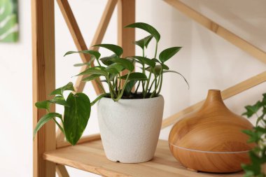 Kapalı alandaki ahşap rafta, tencerede ve hava nemlendiricisinde güzel bir ev bitkisi.