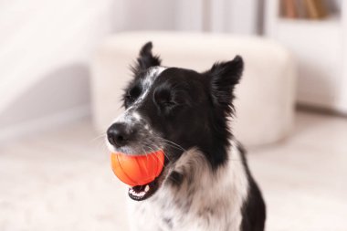 Şirin Border Collie köpeği topu içeride, yakın plan.