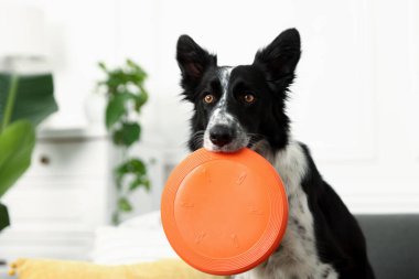Kapalı alanda uçan diski olan şirin bir Border Collie köpeği, yakın plan.
