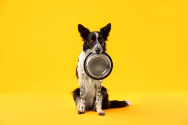 Sarı arka planda beslenme kabı olan şirin bir Border Collie köpeği.
