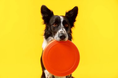 Sarı arka planda uçan diski olan şirin Border Collie köpeği, yakın plan.