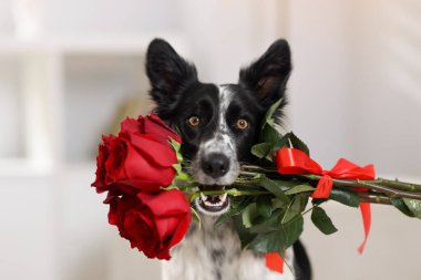 Kırmızı güllü şirin bir Border Collie köpeği, yakın plan.