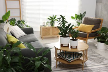 Rahat bir kanepe, kahve masası ve farklı saksı bitkileri.