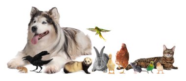 Beyaz arka planda bir grup farklı hayvan. Veteriner ya da evcil hayvan dükkanı için poster tasarımı