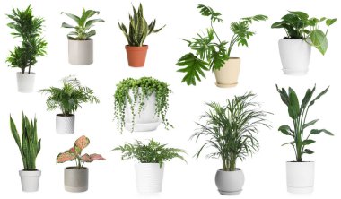 Beyaz tencerelerde yeşil ev bitkileri, set