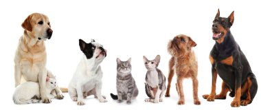 Beyaz arka planda aynı yöne bakan sevimli kedi ve köpekler.