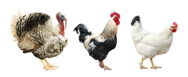 Beyaz arka planda hindi, horoz ve tavuk. Evcil kuşlar