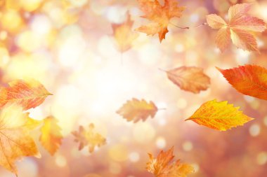 Güzel sonbahar yaprakları parlak arka planda Bokeh ışıklarına karşı havada uçuşuyor.