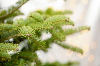 Neşeli ışıkları olan güzel Noel ağacı, yakın plan.