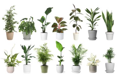 Yeşil saksılı ev bitkileri beyazda izole edilmiş, set