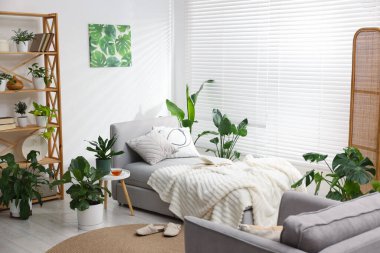 Tencere, yatak ve koltuklarda farklı güzel bitkiler.