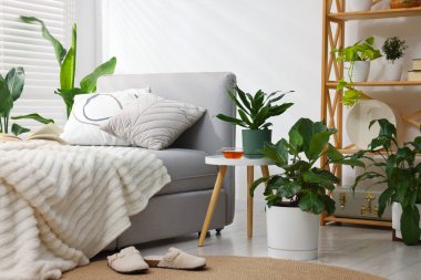 Tencere ve yatağın içinde farklı güzel bitkiler.