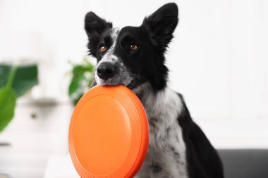 Kapalı alanda uçan diski olan şirin bir Border Collie köpeği, yakın plan.
