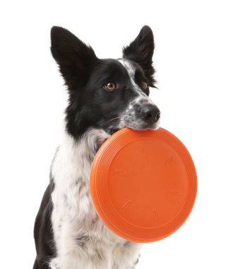 Beyaz arka planda uçan diski olan şirin bir Border Collie köpeği.