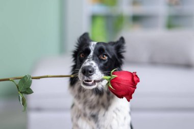 Kırmızı güllü şirin bir Border Collie köpeği, yakın plan.