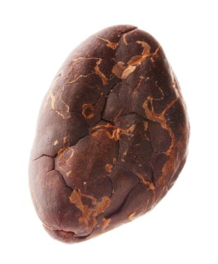 Bir doğal kakao çekirdeği beyaz üzerine izole edilmiş.