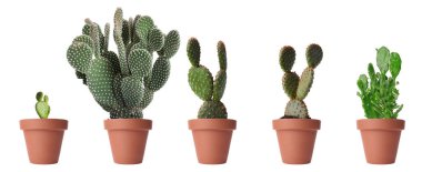 Opuntia kaktüsleri beyaz tencerelerde izole edilmiş.