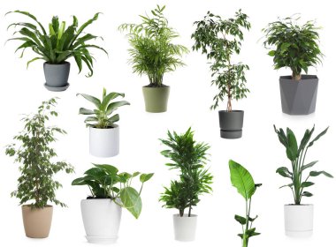 Beyaz tencerelerde yeşil ev bitkileri, set