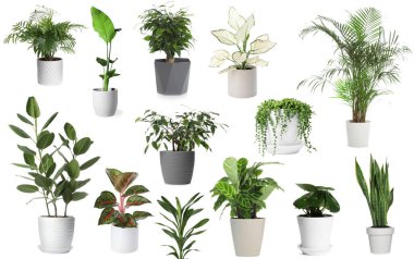 Beyaz tencerelerde yeşil ev bitkileri, set