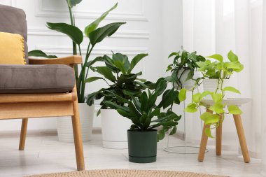 Tencere ve koltuklarda farklı güzel bitkiler, kapalı kapılar.